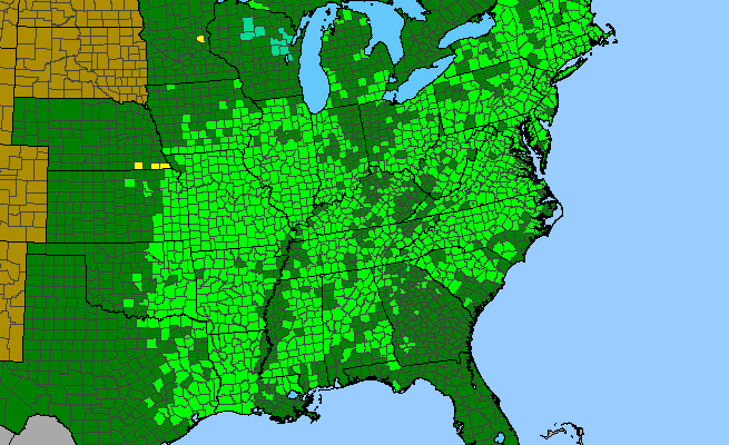 The range of Pycnanthemum tenuifolium